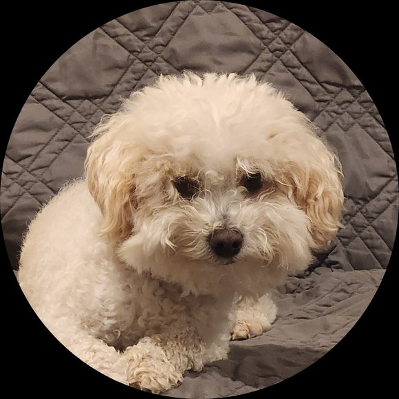 poodle_doodle_6